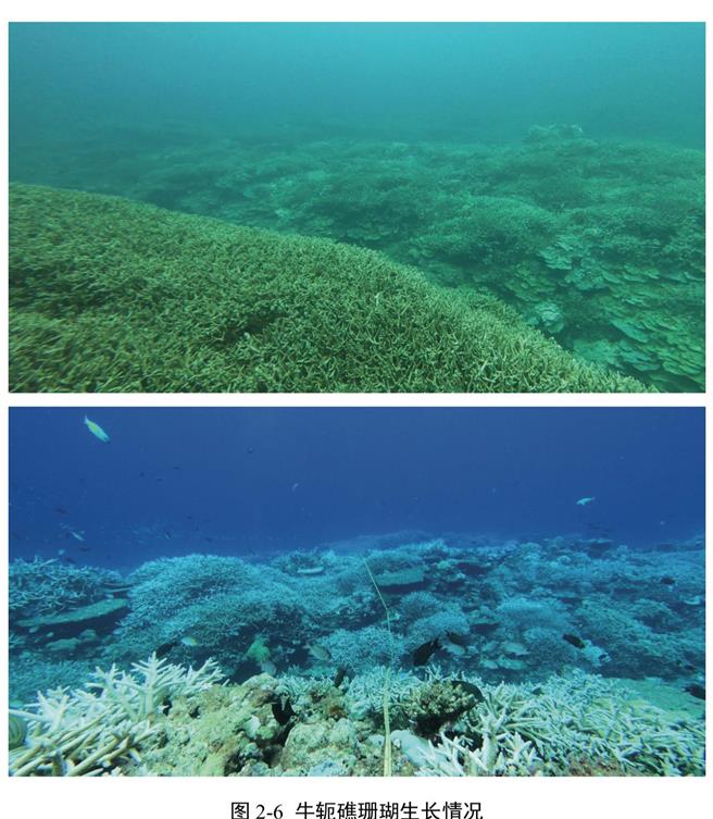 陸首次發布鐵線礁牛軛礁珊瑚礁體檢報告批菲言論毫無科學和事實依據。（大陸央視）