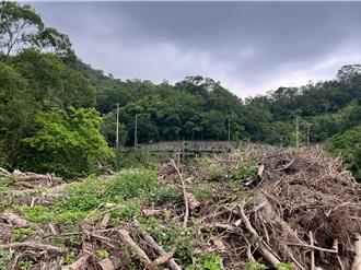 北市路樹「種植趕不上傾倒」 議員質疑綠化成效 未妥善管理