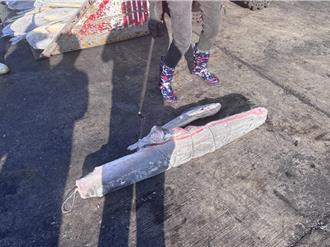 要漁工獵殺海豚當鯊魚誘餌 船長10萬交保限制出海