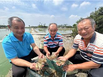泰國蝦價格持平 1原因收益反減少 屏東蝦農冀望「賽神蝦」