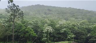 苗栗縣桐花盛開 5月雪美景再現
