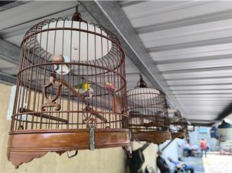 全國綠繡眼吟鳴大賽豐原登場 965隻綠繡眼齊鳴