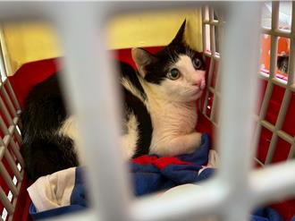 高雄寵物貓破16萬！明年未做1事恐噴錢