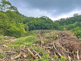 北市3年種4298棵樹 傾倒近萬株