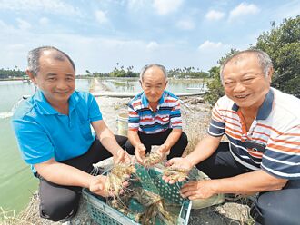 屏東泰國蝦收益減 盼賽神蝦加持