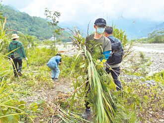 楠梓仙溪沿岸外來植物 移除2000公斤