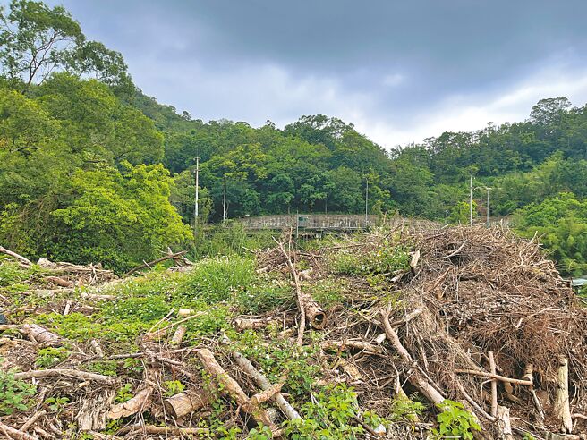 國民黨台北市議員王欣儀質疑，每逢天災後成千上萬的倒塌路樹不僅未有妥善統計，多數至今仍堆放於廢棄物處理廠，更有「倒塌數多於種植數」的狀況。（台北市議員王欣儀提供／丁上程台北傳真）
