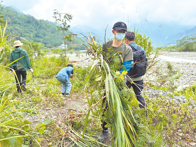 高雄市政府农业局26日携手国立嘉义大学森林暨自然资源学系，在那玛夏区楠梓仙溪周边举办外来入侵植物移除活动。（高雄市农业局提供／任义宇高雄传真）