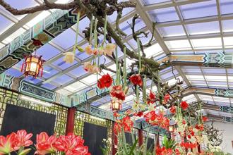 帶媽媽賞花 士林官邸孤挺花展嬌豔迎賓