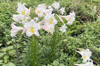 來龜山島賞鯨豚看百合花 結合頭城農場賞螢行程開放報名