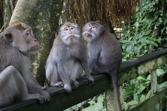 洗澡突遭猴群闖入！ 印度女被襲擊「熱水潑全身」慘死