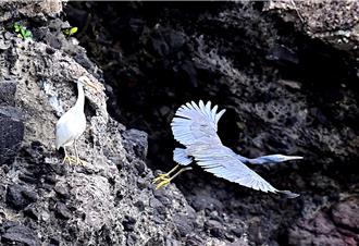 台東三仙台岩鷺「黑白戀」 育出3白寶 鳥友笑稱基因強大