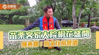 品觀點｜苗栗客家大院桐花盛開  鍾東錦：拚文化拚經濟