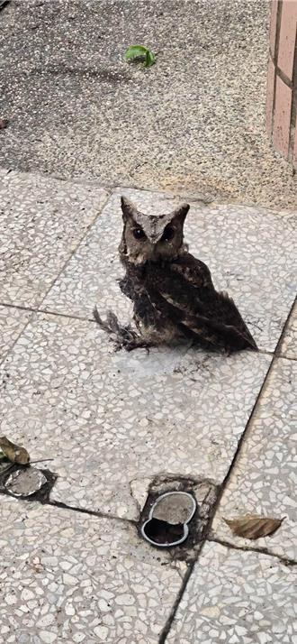 防鳥變傷鳥！幼兒園用「新型塗料」 卻害保育類領角鴞折翼