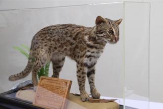 台中石虎5年28死傷 挨批保育開倒車