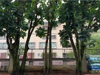 新北市樹保大會 增列11株珍貴樹木