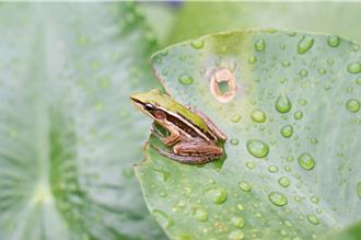 428拯救青蛙日 台北赤蛙與棲地的復育