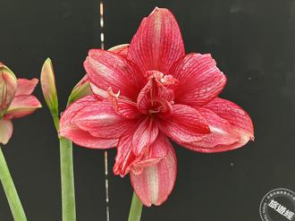 士林官邸新蘭亭室內賞花景點 「孤挺花展」20品種爭艷