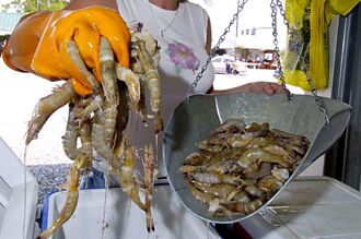 印度蝦業陷關稅渾水