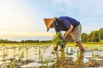 農藥風險 腎病居農保支出榜首