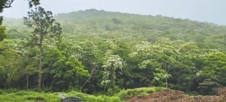 苗栗桐花綻放 5月雪美景再現