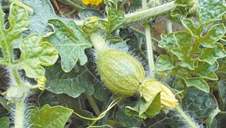 龍井西瓜節延8月 合辦雙瓜節