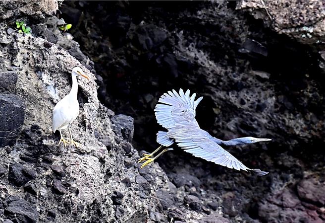暗色型岩鷺與白色型岩鷺上演「黑白戀」。（蕭嘉蕙攝）