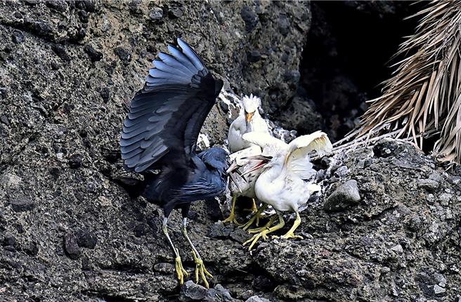1黑1白的岩鷺親鳥，每日輪流哺育3隻白色型幼鳥。（蕭嘉蕙攝）