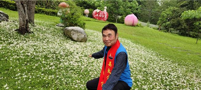 苗栗县着名赏桐景点姜太公中部道场客家大院，近日迎来桐花盛开，苗栗县长锺东锦28日赴客家大院推广桐花季。（谢明俊摄）