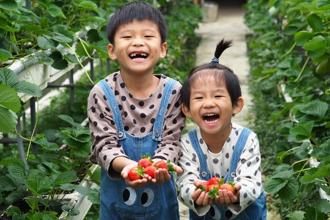 赶快衝一波！内湖草莓甜蜜大爆发中