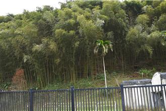 苗栗桂竹筍產量崩盤！縣府啟動農業天然災害補助調查