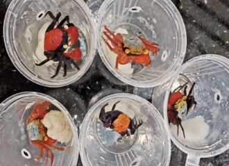 影》陸女攜170隻「活體吸血鬼蟹」入境遭查 眼神飄忽下場慘了