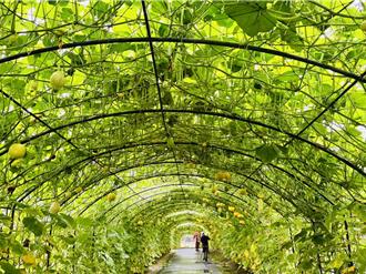 苗縣造橋鄉南瓜節5／10登場 237公尺長壯觀隧道吸人潮