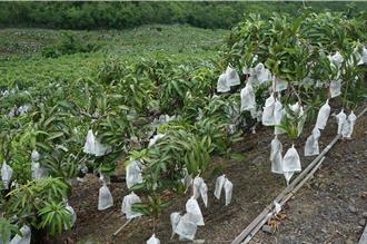 爱文芒果减产成宵小目标　枋寮警启动护农专案