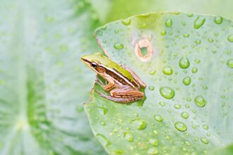 動物園野放台北赤蛙 孕出新一代