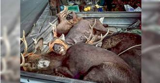 動保處推諉稱「無公權力」　議員搶功讓盜獵主嫌逃離台灣