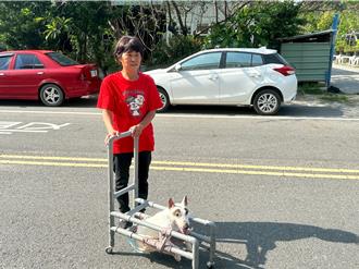 癱瘓棄犬「小美」針灸復健重生 嘉義阿娥姐收養了