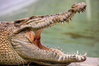 把鱷魚當雕像！菲國男爬網入內自拍   慘遭「死亡翻滾」縫50多針