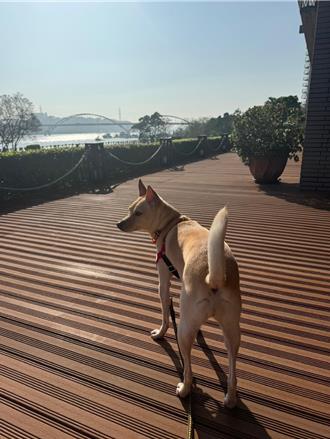 忘記秒罰3萬元！飼主每年要帶寵物做1事 貓狗都入列