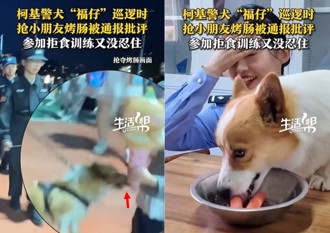 最萌警犬「福仔」偷吃再教育 美女陆训导员：十足的吃货