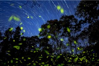 興大惠蓀林場螢況大爆發 繁星螢光相輝映令人感動