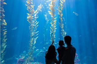 屏東海生館母親節「夜宿半價」 為辛勞的媽媽實現海底星空夢