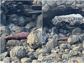 澎湖鲸鱼洞首见鲸豚 瓶鼻海豚搁浅成乾尸 腐败严重原地风化