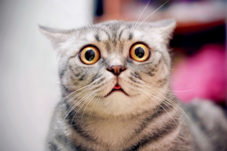 租客沒帶走貓咪！ 房仲半年後驚見「乾屍黏地板」