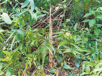 苗栗 桂竹筍減產逾5成 爭取補助