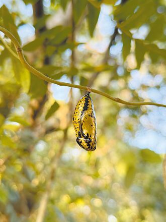 蝴蝶森林没有冬天