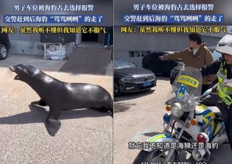 停車位遭霸佔曬太陽　陸警到場「牠」委屈的邊罵邊離開