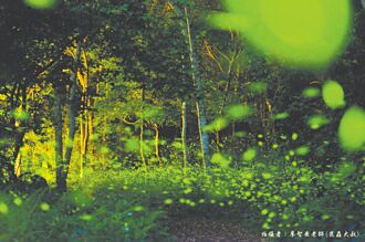興大惠蓀林場 螢火蟲大爆發