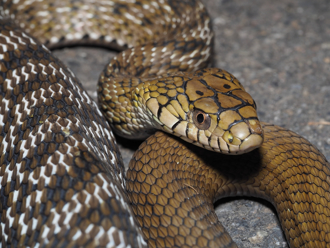 台南新蛇窟 半個月連抓5隻大蛇 全是臭青母