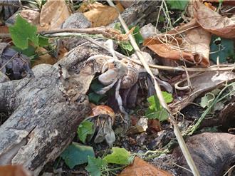 太平島寄居蟹生態穩定 國海院調查：螺殼充足 未見垃圾屋